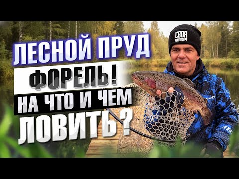 Видео: Лесной ПРУД Кишит ФОРЕЛЬЮ Рыбалка на спиннинг Ловля форели на резину и блесна