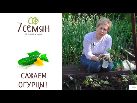 Видео: А ВЫ ПРОБОВАЛИ САЖАТЬ ОГУРЦЫ ТАК? УРОЖАЙНОСТЬ ГАРАНТИРУЮ!