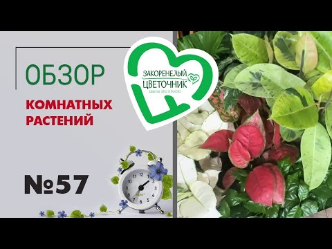 Видео: #57 Обзор комнатных растений | Аглаонемы, папоротники, суккуленты, фикусы крупномеры