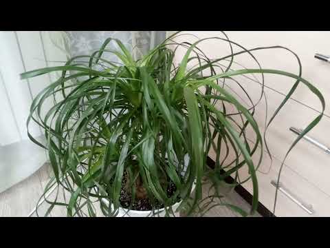 Видео: Комнатные Растения. Нолина. Уход и Содержание.