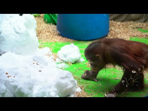 Видео: Реакция орангутанов на снег 🐵❄️