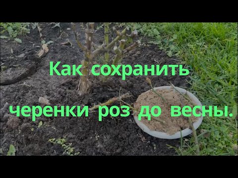 Видео: Как сохранить черенки роз до весны.. Питомник растений Е. Иващенко