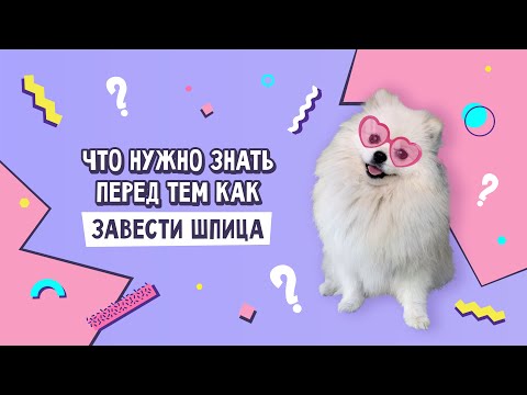 Видео: ЧТО НУЖНО ЗНАТЬ ПЕРЕД ТЕМ КАК ЗАВЕСТИ ШПИЦА | УХОД КАССИ И НАШИ ЛАЙФХАКИ