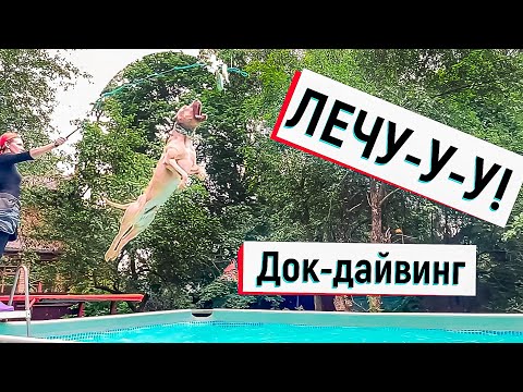 Видео: ДОК-ДАЙВИНГ! Что это? Клуб "CRAZY JUMP street"-скоро соревнования! Печенька ныряет! #питбульпеченька