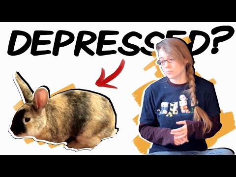 Видео: Распознавание депрессии у кроликов (и что с этим делать)