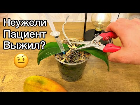 Видео: Орхидея с МОКРОЙ ГНИЛЬЮ. НИЧЕГО НЕ ДЕЛАЛ. Как у нее дела?