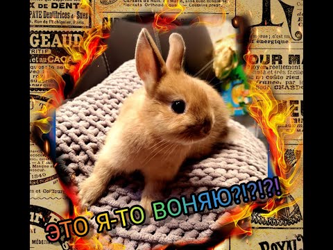 Видео: Пахнут ли кролики? Подробно о содержании, уходе и кормлении декоративных кроликов (цветной карлик)