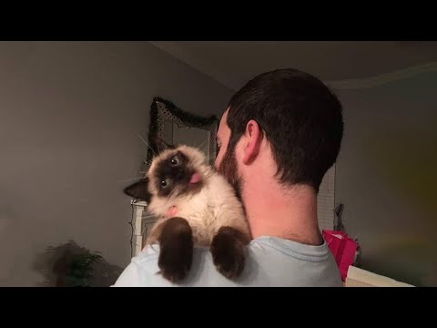 Видео: Самые смешные видео с кошками 2025 года 😹 Постарайтесь не смеяться 😂 Часть 11