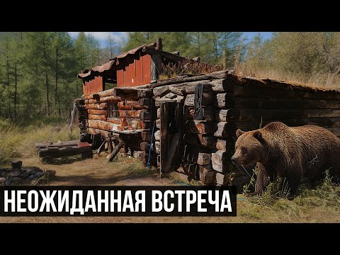 Видео: ТРИ МЕДВЕДЯ НА ТРОПЕ И ПЕРЕПРАВА ЧЕРЕЗ КАРАГЕМ | ЖИВАЯ ПРИРОДА АЛТАЯ | НОЧУЕМ В АЛТАЙСКОЙ ИЗБЕ