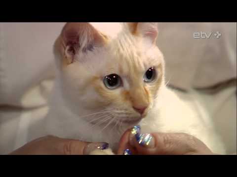Видео: Редкие кошки в студии: смотрите, как резвятся меконгские бобтейлы! ("ТВой вечер", 07/04/2016)