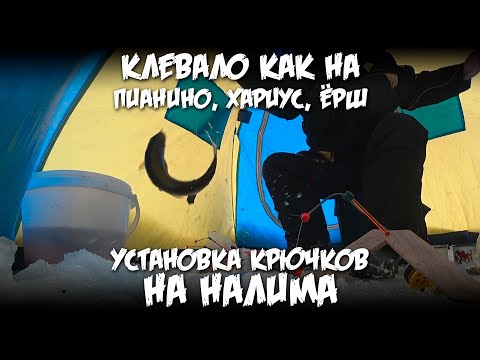 Видео: Клевало как на пианино, хариус, ерши. Установка крючков на налима