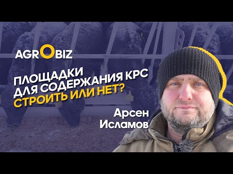 Видео: Открытое содержание Ангусов в Казахстане: корма, защита от ветра и выгодная реализация КРС