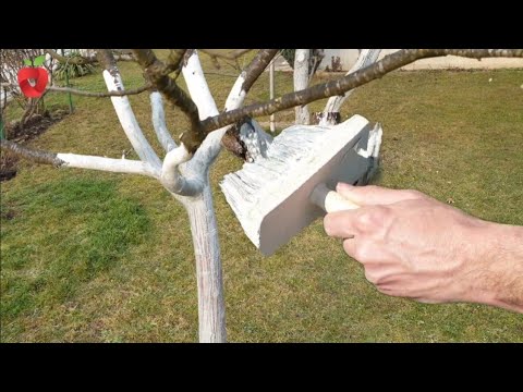 Видео: Когда, как и зачем красят известью плодовые деревья?
