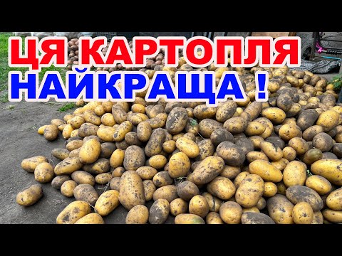Видео: Яка картопля дала найбільший урожай ? Огляд  4 сортів