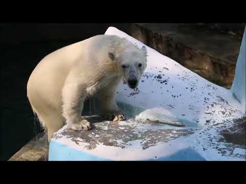 Видео: Как хорошо что летом есть снег для мишек. Можно поваляться и сразу прыгать в воду 22.07.2024