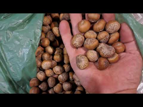 Видео: Медвежий горіх. Сорт Бершадьский. 
