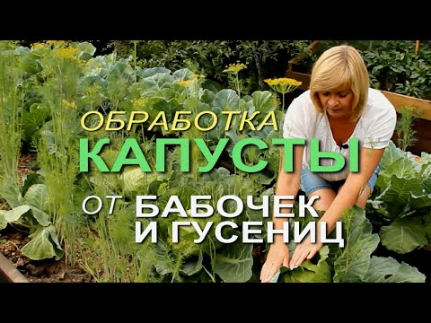 Видео: КАК ЗАЩИТИТЬ КАПУСТУ от ВРЕДИТЕЛЕЙ и СОХРАНИТЬ УРОЖАЙ! Советы от ЗЕЛЕНОГО ОГОРОДА!