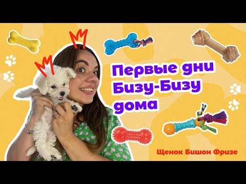 Видео: Первые дни Бизу-Бизу дома || БИШОН ФРИЗЕ || Что на самом деле ожидать от щенка?