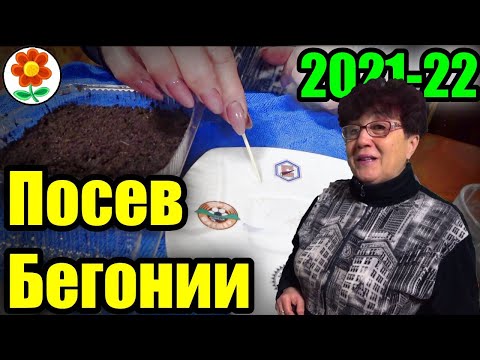 Видео: Бегония гигантская вечноцветущая и клубневая из семян. Как и когда посеять?