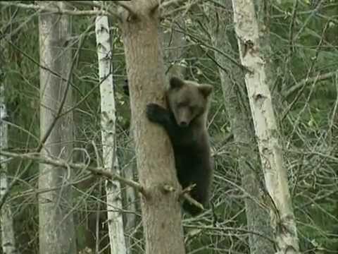 Видео: Медвежье царство