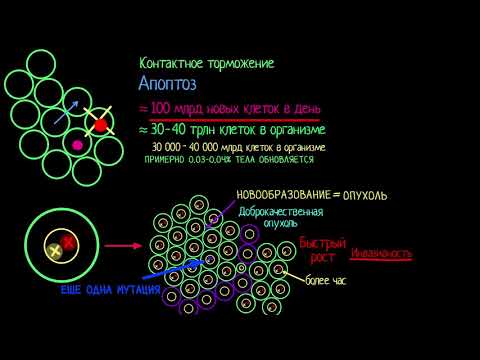 Видео: Раковая опухоль (видео 10)| Деление Клетки | Биология