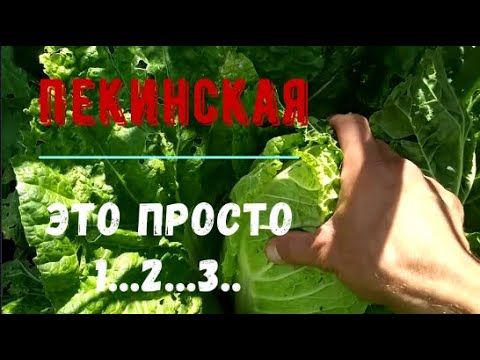 Видео: Пекинская капуста. Выращивание пекинской капусты в открытом грунте. Что посадить в августе.