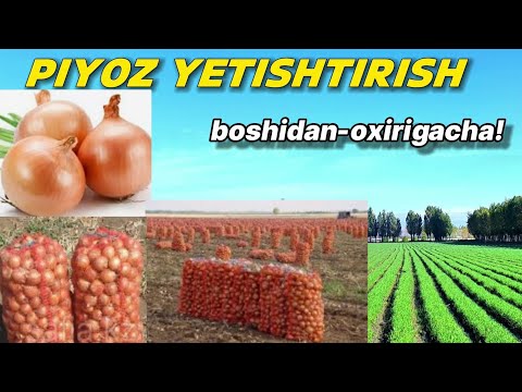 Видео: PIYOZ YETISHTIRISH. Boshidan-oxirigacha! ПИЁЗ ЕТИШТИРИШ.