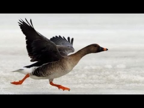 Видео: ЧАСТЬ 2. СУПЕР ОХОТА НА ГУСЯ В ЯКУТИИ. Goose hunting in Yakutia. Part 2.