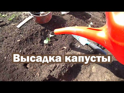 Видео: Высадка капусты