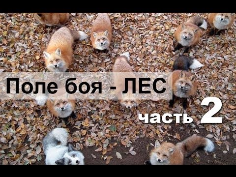 Видео: Часть 2 из 3 курса для Старших групп ПСО "Лиза-Алерт" от Stalker69 ("Поле боя - ЛЕС"), 2014.ЯНВ