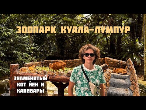 Видео: МАЛАЙЗИЯ. КУАЛА-ЛУМПУР. ЗООПАРК. ЗНАМЕНИТЫЙ КОТ ЙЕН, ЖИВУЩИЙ С КАПИБАРАМИ