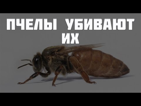 Видео: Как подсадить матку другой породы Бакфаст, Карника. Лучшое время для подсадки маток в клетках