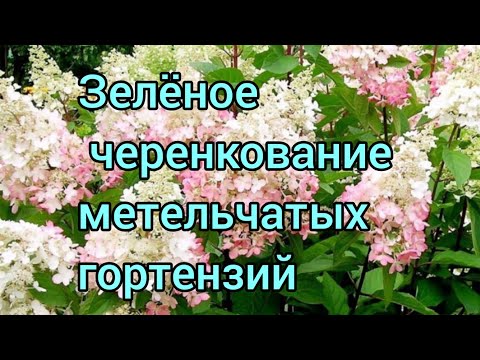 Видео: Зелёное черенкование метельчатых гортензий.
