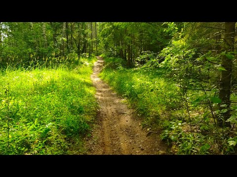 Видео: Лесная дорога, прогулка по лесу