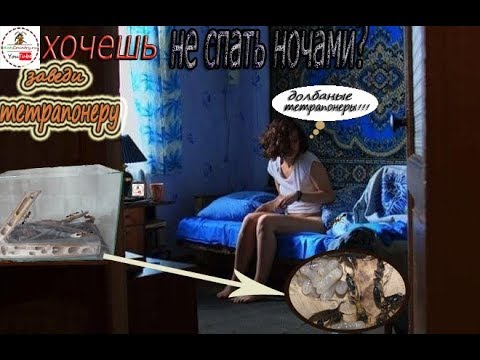 Видео: Tetraponera... Это не правЕльный муравей!