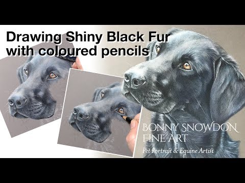 Видео: Рисуем черный блестящий мех цветными карандашами