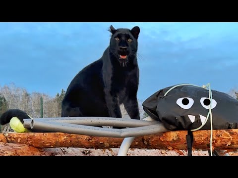 Видео: Пантера Луна vs паук😂