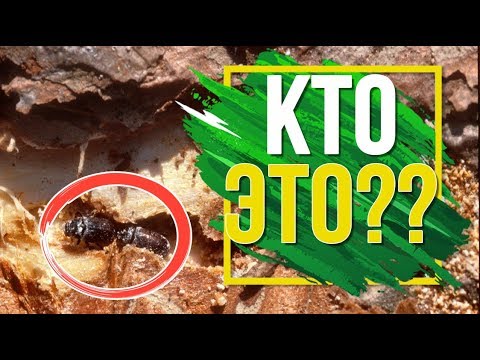 Видео: Кто ест ваш деревянный дом 🔥 Древоточец  🐛 Как Избавиться от Вредителя Дерева