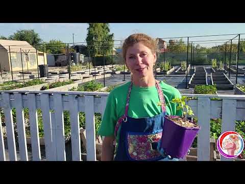 Видео: Обзор сортов клематисов и гортензий. Осенние посадки и обработки растений в саду. Собираем  заказы!