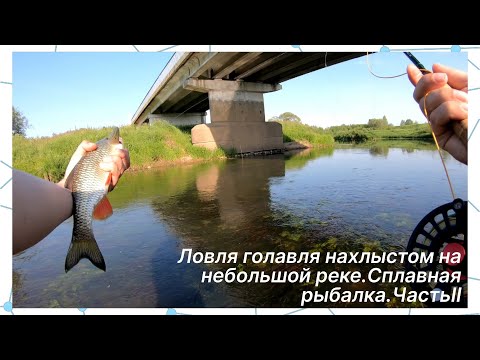 Видео: Ловля голавля нахлыстом на небольшой реке. Особенности сплавной рыбалки. Часть II