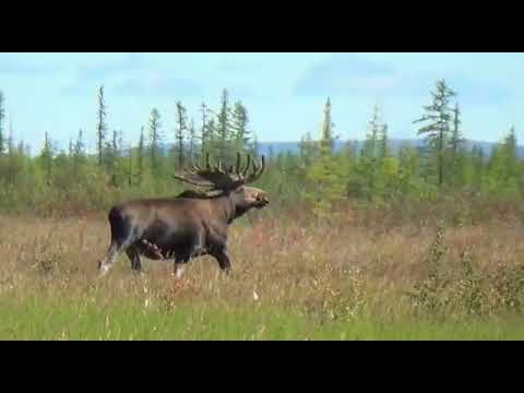 Видео: Михаил Уманов "Ыраатта5ым аайы" + Текст песни. Якутские песни. Классная музыка в дорогу.