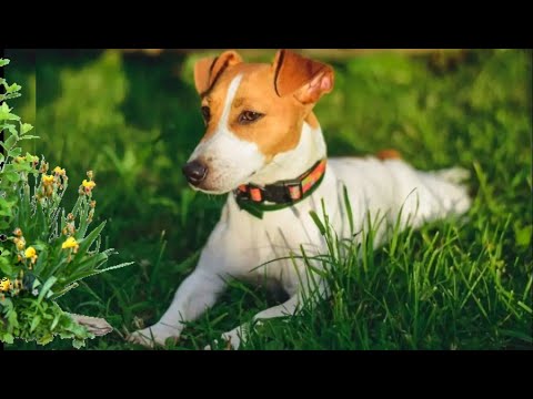 Видео: – Пряник, что ты нашёл? – пёс вытащил из кустов пищащий пакет, а в нём…