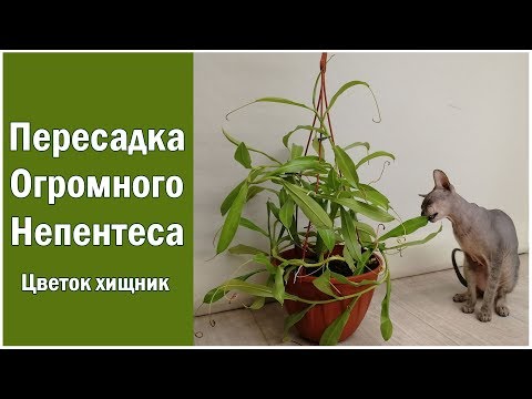 Видео: Пересадка огромного непентеса!  Размножение детками и немного об уходе! Цветок-хищник Nepenthes!