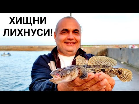 Видео: МОРСКИ РИБОЛОВ! ЗА КАЛКАН И ХИЩНИ ПОПЧЕТА(ЛИХНУСИ) НА ЯХТЕНОТО ПРИСТАНИЩЕ И БУРНО ВЪЛНЕНИЕ: 3 БАЛА!