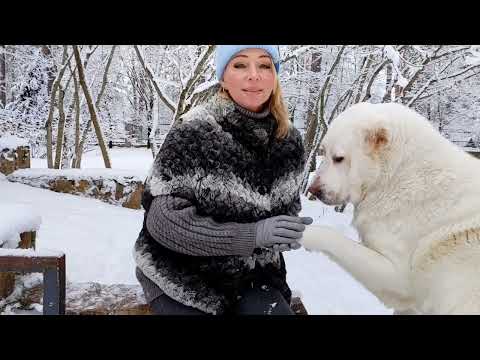 Видео: Пожилые собаки. Как продлить активную жизнь нашему другу.