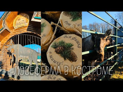 Видео: СУМАРОКОВСКАЯ ЛОСЕФЕРМА и МУЗЕЙ СЫРА В КОСТРОМЕ | КОРОЛЕВСКИЙ ЦИРК В ЯРОСЛАВЛЕ | НОЯБРЬСКИЕ ВЫХОДНЫЕ