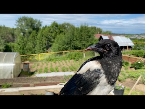 Видео: Утречко! Отличный день для прогулки!