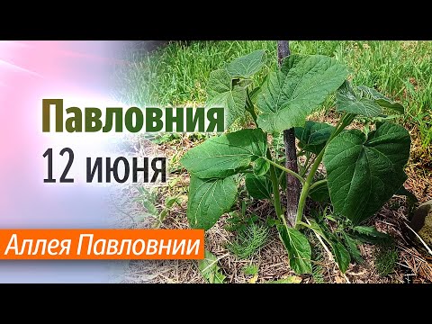 Видео: Аллея Павловнии на 12 июня 2024 года.