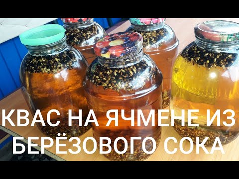 Видео: Домашний квас из берёзового сока на ячмене.