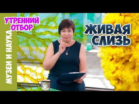 Видео: Умная слизь живет рядом с нами!!!